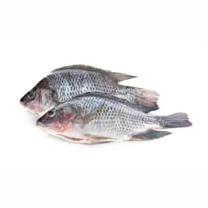 Tilapia